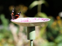 Malena Skote Butterfly Saucer